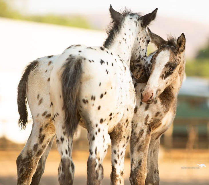 Joseph`s Dream Appaloosa Studs